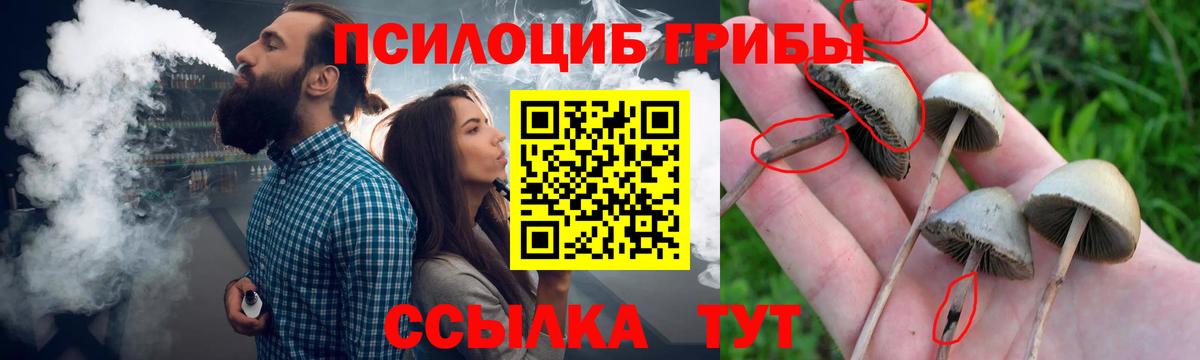 где купить наркотик  Псилоцибиновые грибы мухоморы  Вход с VPN  Волгоград 
